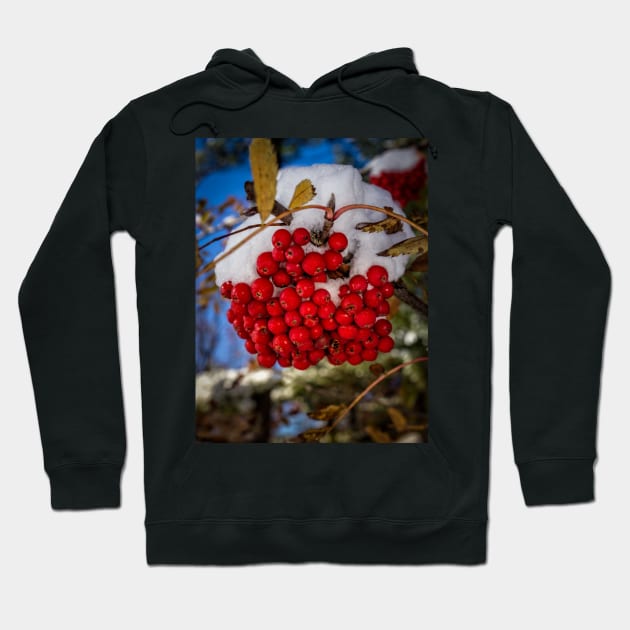 Winter Berries 2 Hoodie by Robert Alsop